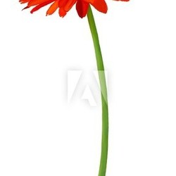 Fresh Orange Gerbera Flower in Full Blossom