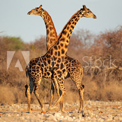 Giraffe bulls, Etosha National Park
