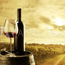 Vineyard at sunset