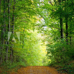 Waldlichtung