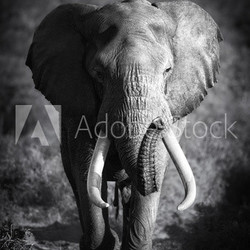 Elephant Bull (Artistic processing)