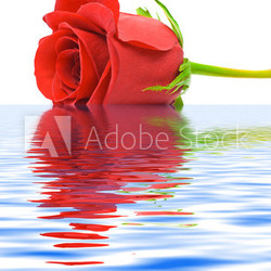 Rose in water