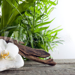 Orchid on stone with palm spa concept against white