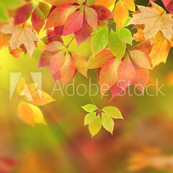 autumn leaves
