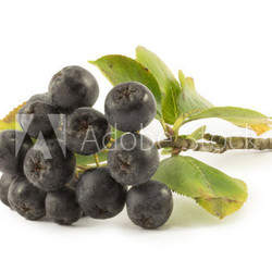 chokeberry