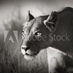 Lioness stalking