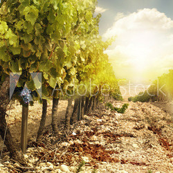 Vineyards at sunset in autumn harvest.