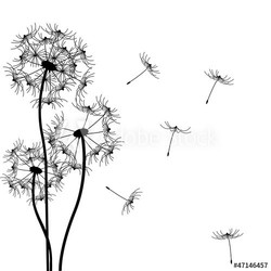 Pusteblumen schwarz-weiß