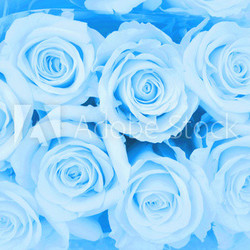 hellblaue Rosen...