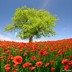 Spring landscape with red poppy
