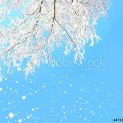 Vogel im Winter