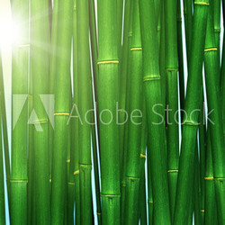 Bamboo forest