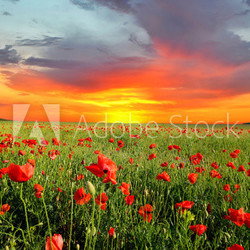 field with poppies
