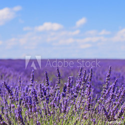 Lavender flower blooming fields horizon. Valensole Provence, Fra
