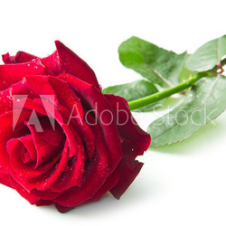Single red rose flower
