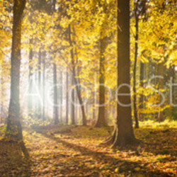 Waldlichtung