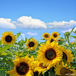 Farben des Sommers