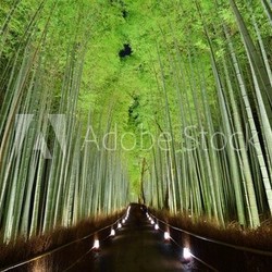 Bamboo Forest in Kyoto, Japan