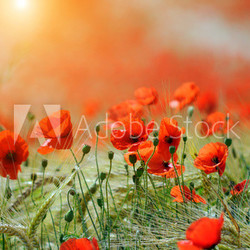 Poppies