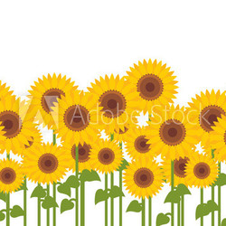 Yellow sunflowers