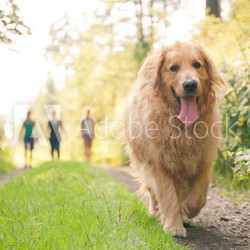 golden Retriever with group of people friends in behind walking