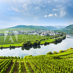 famous Moselle Sinuosity with vineyards