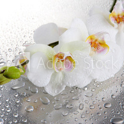 white beautiful orchids with drops