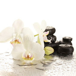 Spa stones and orchid flowers, isolated on white.