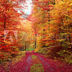 Farbenprächtiger Herbstwaldweg im Oktober