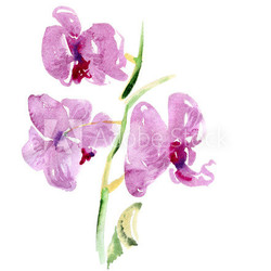 Orchid