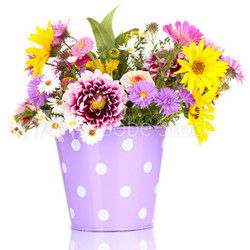 beautiful bouquet of bright flowers in metal pot isolated