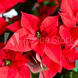 Red christmas star flowers.