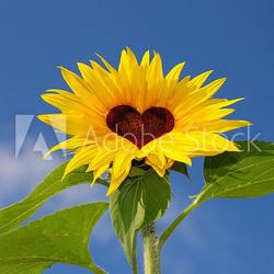 Sonnenblume Herz