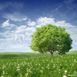Summer landscape with green tree