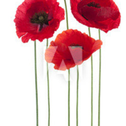 poppy