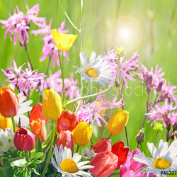 Frühlingserwachen