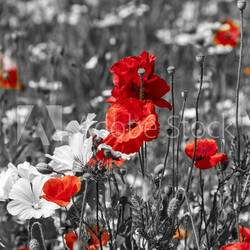 meadow with poppies -  monochrome picture