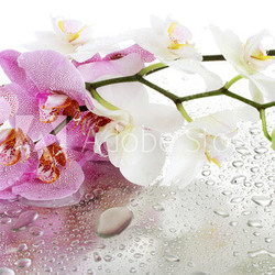 pink and white beautiful orchids with drops