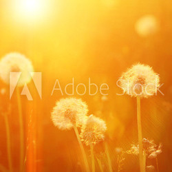 Dandelion Seeds Blowball