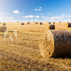 feld mit heuballen in der sonne