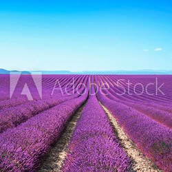 Lavender flower blooming fields on sunset. Valensole provence