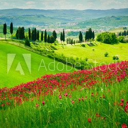 Hill and cypresses