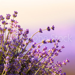 Lavender flowers bloom summer time