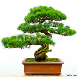 Bonsai pine tree