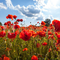 Mohnblüten vor sonnigem Himmel