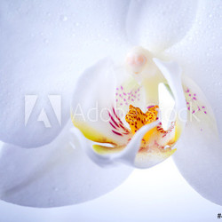 Phalaenopsis. White orchid flower macro with water drops