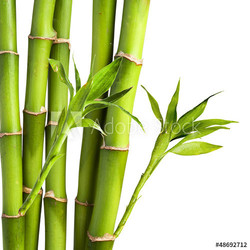 Bamboo and bamboo leaf on white background