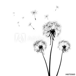 dandelions