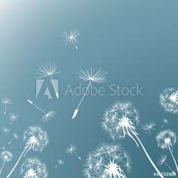 dandelions