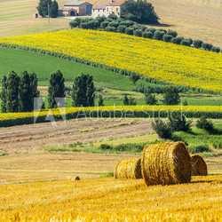 Marches (Italy) - Farm